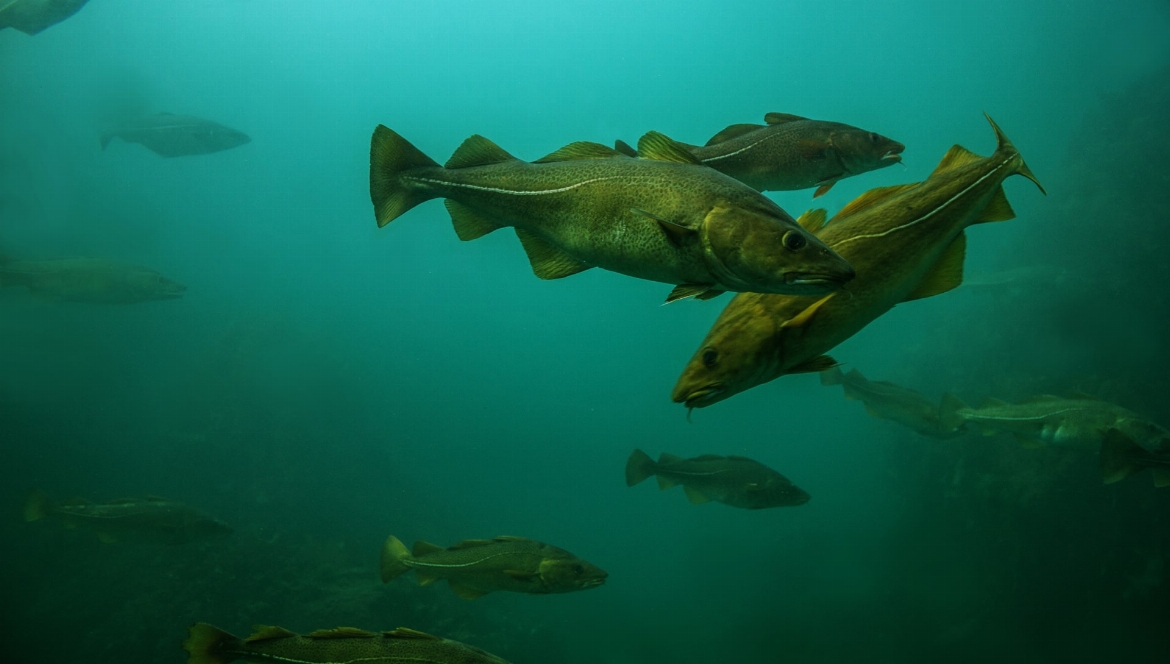 Los Caladeros de Bacalao del Atlántico Norte: Una Historia de ...